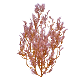 Feather Kelp icon
